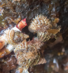 Trichotropis cancellata