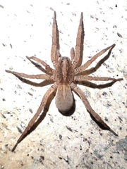 Trochosa
