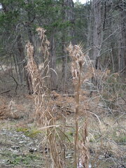 Andropogon glomeratus