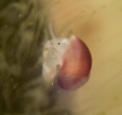 Littorinimorpha