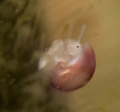 Littorinimorpha
