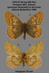 Boloria improba