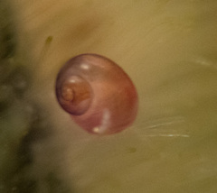 Littorinimorpha