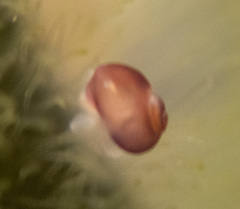 Littorinimorpha