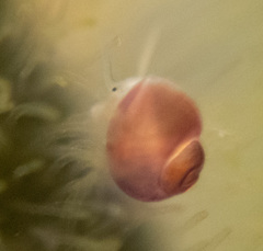 Littorinimorpha
