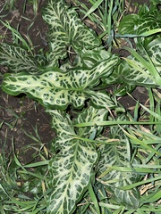 Arum italicum italicum