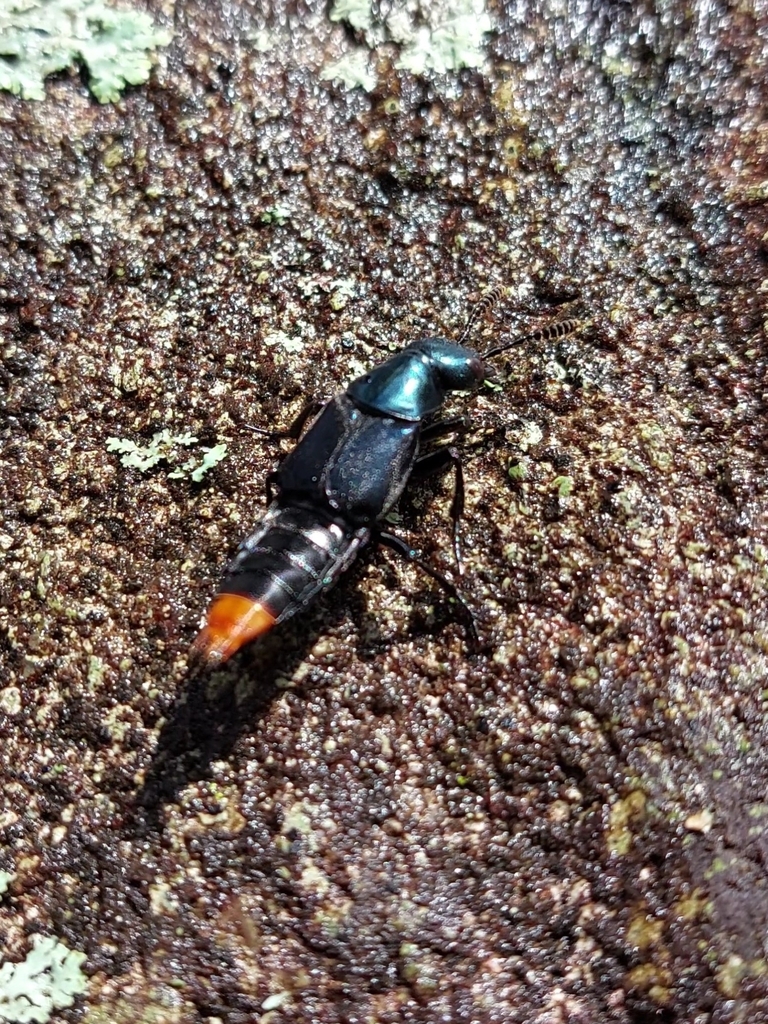 Triacrus dilatus