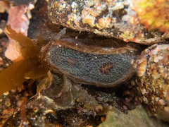 Entodesma navicula