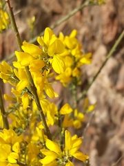 Genista polyanthos