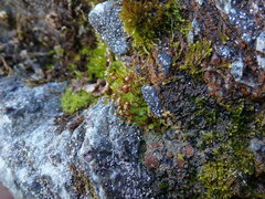 Bartramia pomiformis