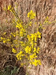 Genista polyanthos