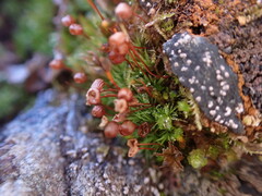 Bartramia pomiformis