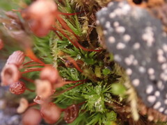 Bartramia pomiformis