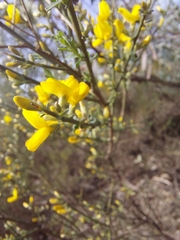 Genista polyanthos