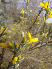 Genista polyanthos