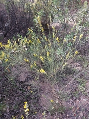 Genista polyanthos