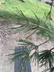 Pinus muricata