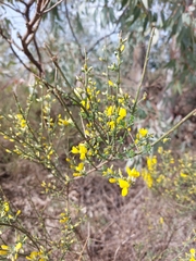 Genista polyanthos