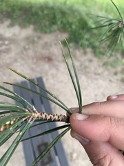 Pinus muricata