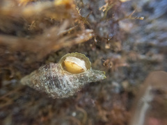 Paciocinebrina interfossa