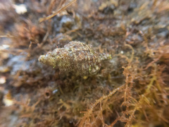 Paciocinebrina interfossa