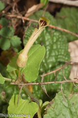 Aristolochia paucinervis