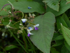Sohmaea laxiflora