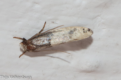 Trichophaga tapetzella