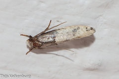 Trichophaga tapetzella