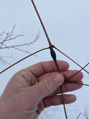 Neolasioptera clematidis