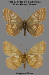 Boloria improba