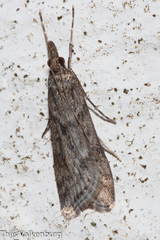 Eudonia angustea