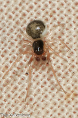 Paidiscura