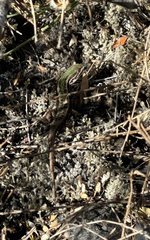 Liolaemus chiliensis