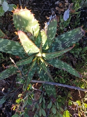 Aloe greatheadii davyana