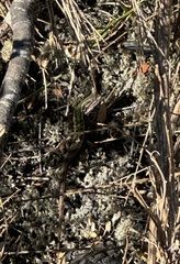 Liolaemus chiliensis