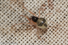 Paidiscura