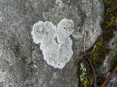 Pertusaria plittiana