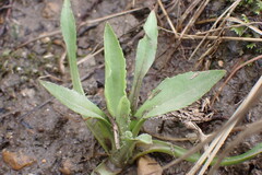 Plantago cordata