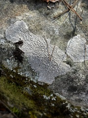 Pertusaria plittiana