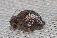 Homilopsocidea