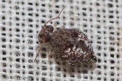 Homilopsocidea