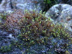 Scleropodium obtusifolium