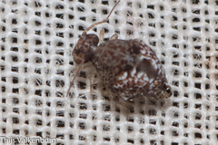 Homilopsocidea
