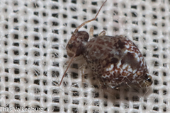 Homilopsocidea