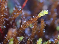 Scleropodium obtusifolium
