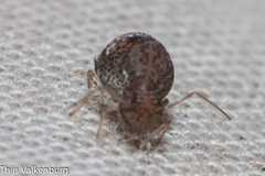 Homilopsocidea