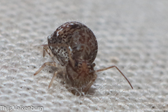 Homilopsocidea