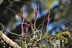 Tillandsia simulata