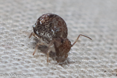 Homilopsocidea